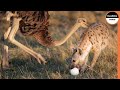 A Malicious Hyena Steals An Ostrich Egg And Eats it