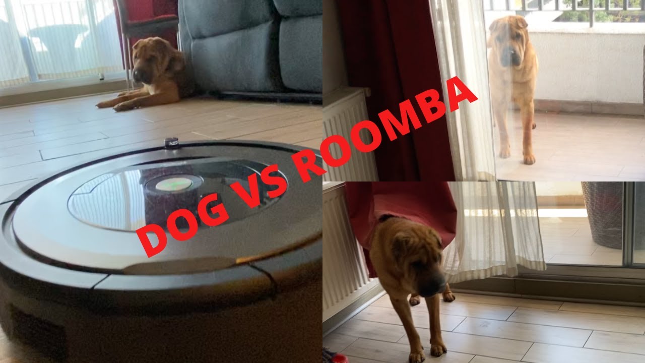 dog-vs-roomba-who-wins-mi-perro-vs-aspiradora-robot-qui-n-gana
