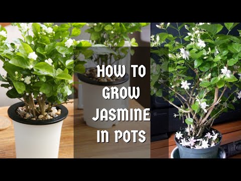 Video: Plantning Og Pleje Af Jasmin (27 Fotos): Hvordan Plantes En Busk? Hvornår Skal Man Plante? Hvordan Transplanteres? Hvordan Vokser Man Fra En Gren? Beskæring Efter Blomstring