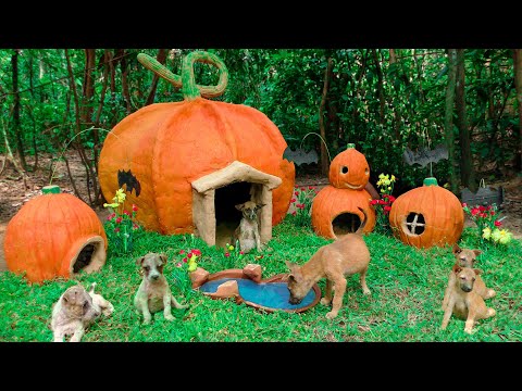 Rescue Abandoned Puppies Building Pumpkin Mud House Dog for Celebrating Halloween