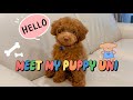 Meet my new puppy, Uni🧸(1mth update)