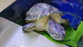 : Turtle Aquarium Stand..!! 