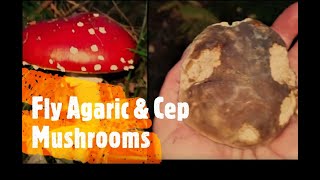 Fly Agaric & Cep (Porcini) Mushroom ID