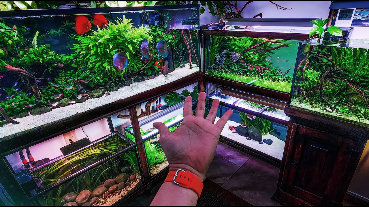 18 ACUARIOS en el FISH ROOM | Repaso mensual de Enero + ESPECIAL 100K Suscriptores