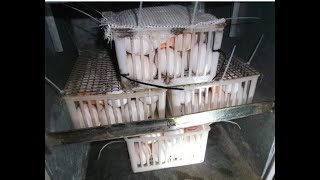 Как в инкубатор ИПХ -10 "Петушок" поместит не 100, а 150-160 куриных яиц .