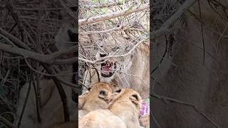 Lion Cub Fight!! 🔥Othawa Pride Throwback! Amazing sounds! #lions