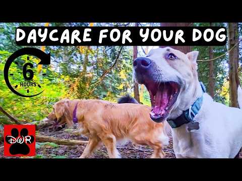 DOG TV 6 Hours 🐕 Adventures for Dogs | Keeps Dogs Calm & Entertained