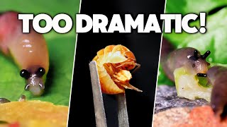 The Funniest Mini Pet Invertebrates (#2 Compilation)