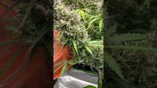 🌿 Royal AK Automatic × Tropicana Cookies Purple Auto by @royalqueenseedsglobal #cannabiscommunity
