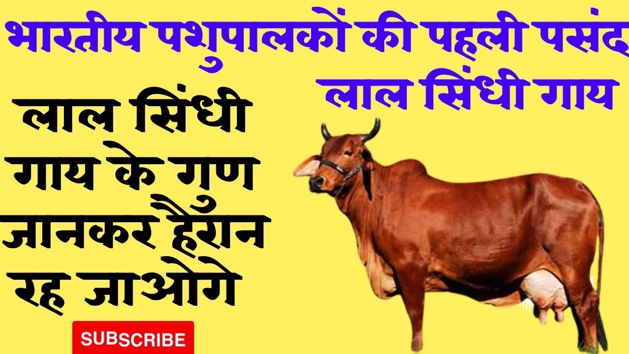 Lal Sindhi Gay // Lal Sindhi Cow // 