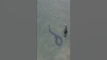 Swimming with the HEAVIEST Snake In The World