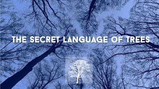 The Secret Language of Trees 🌳🍂