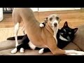 After this YOU'll WISH TO HAVE A DOG - Funny DOG compilation
