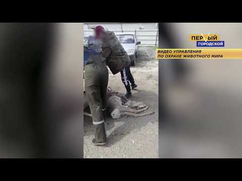 ПОЙМАЛИ БРАКОНЬЕРА