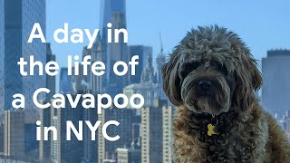 A day in the life of a Cavapoo in NYC