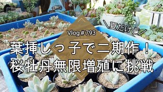 Vlog 793] [Succulents] It's summer, but I'm trying to grow a