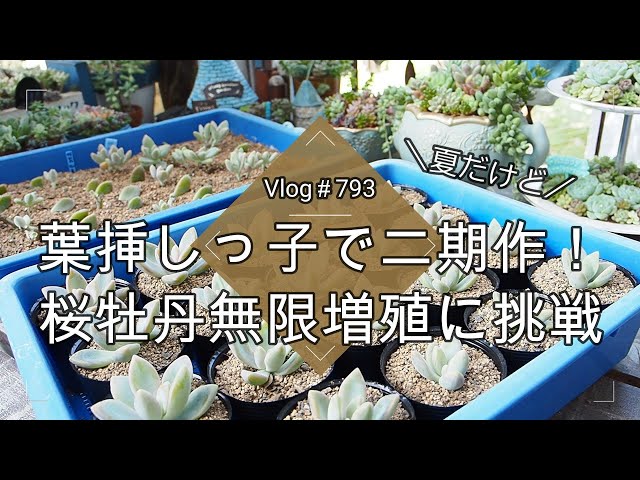 Vlog 793] [Succulents] It's summer, but I'm trying to grow a