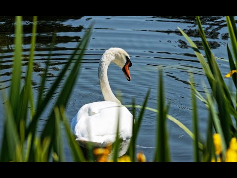 Relaxing_Music/Dream Relax/Sleep Music