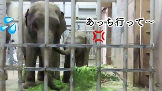 姉さくらを鼻でブロックするうらら😤姉妹でご飯を取り合う【東山動植物園】