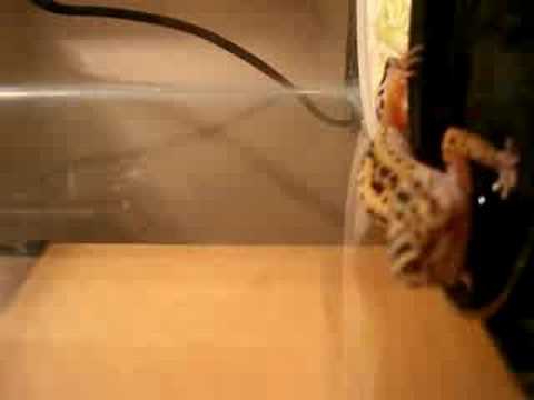 lizard skin grips New Reptile!