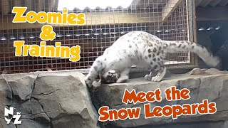 Meet the Snow Leopards - Animal Training & Zoomies