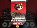 Abrigo dos Animais é um soco no estômago que você precisa conhecer e sentir!