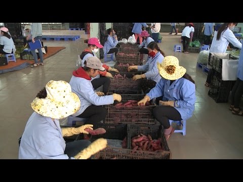Video Rau quả dẫn đầu trong các mặt hàng nông sản xuất khẩu... - youtube
