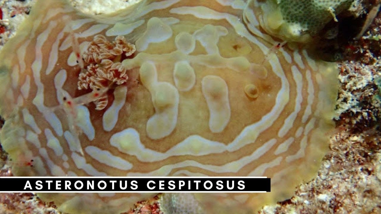 Asteronotus cespitosus (nudibranch) | Project Nudibranch