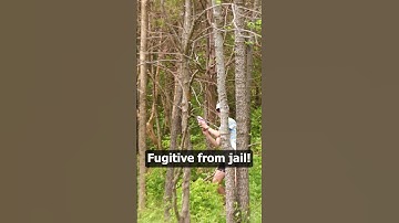 Does she find the escape route? 😧 #shorts