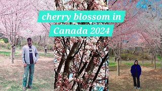 Cherry blossom in @Birkdale Ravine park 2024 /Glowing at 40s
