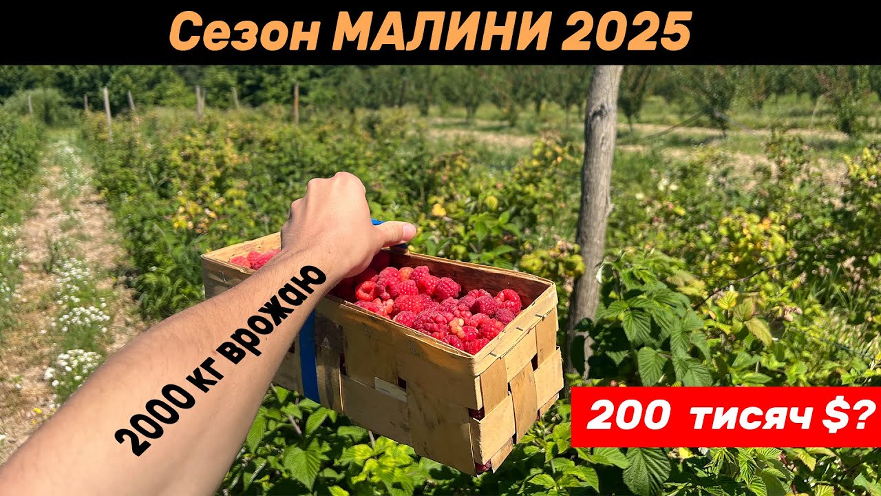 Сезон малини 2025: нарешті перший успіх?