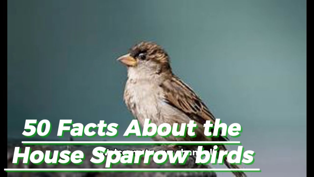 50 Facts About the House Sparrow birds 🦅.