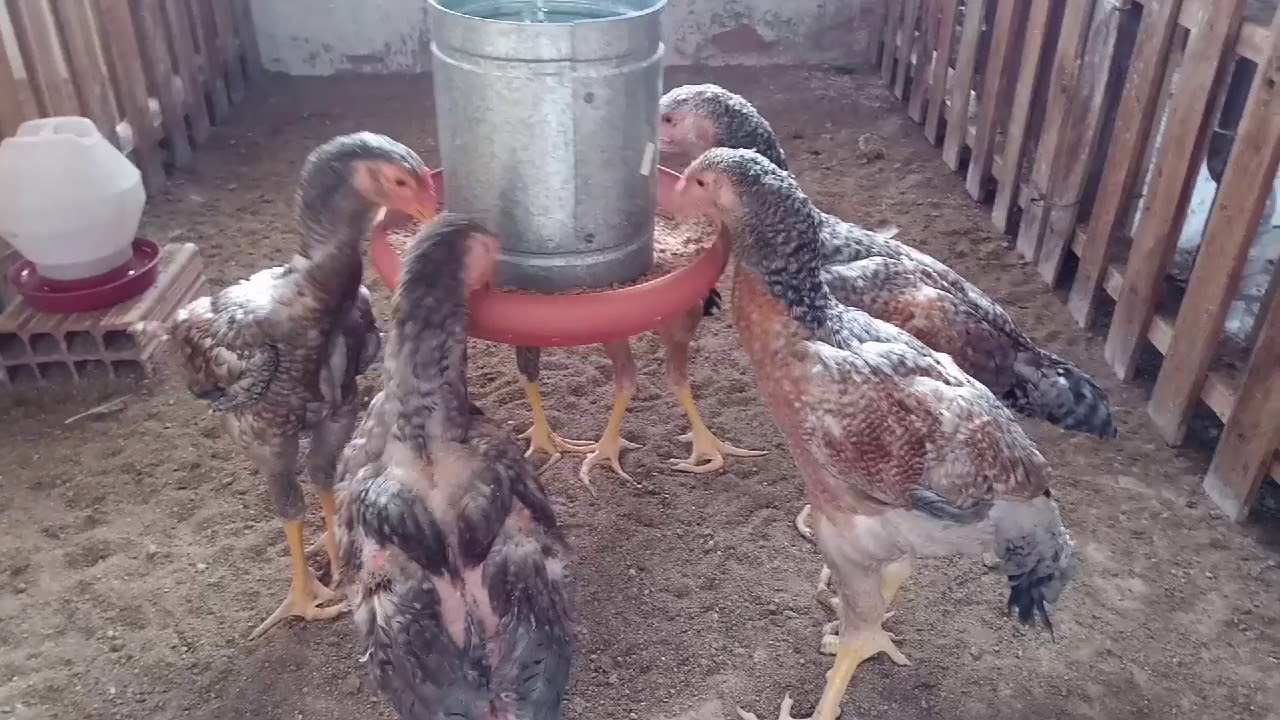 COMO VERMIFUGAR SUAS AVES ( EVITE VERMES ) galinhas verdes