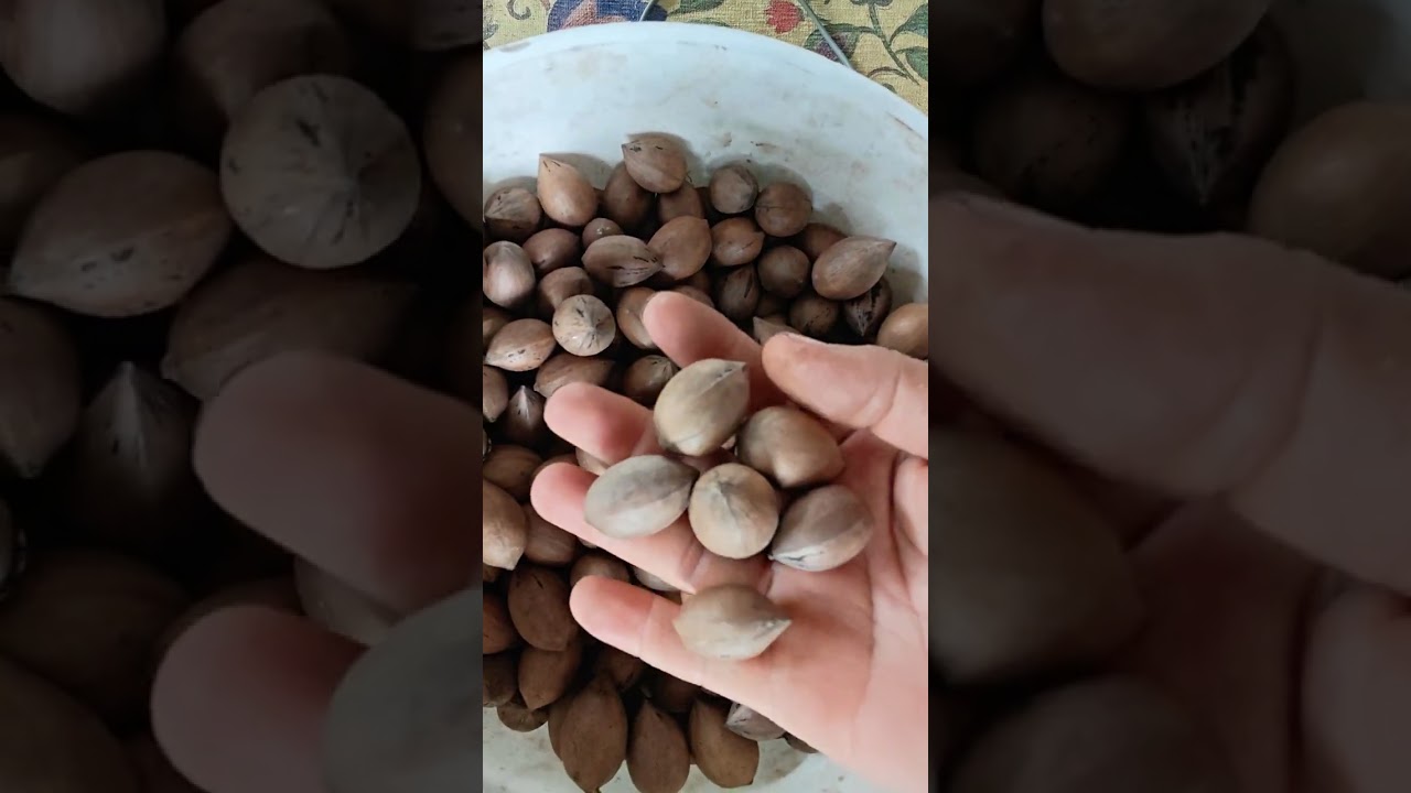 Kanza Pikan cevizi çeşidi - Hasat sonrası ve satış ile ilgili konular