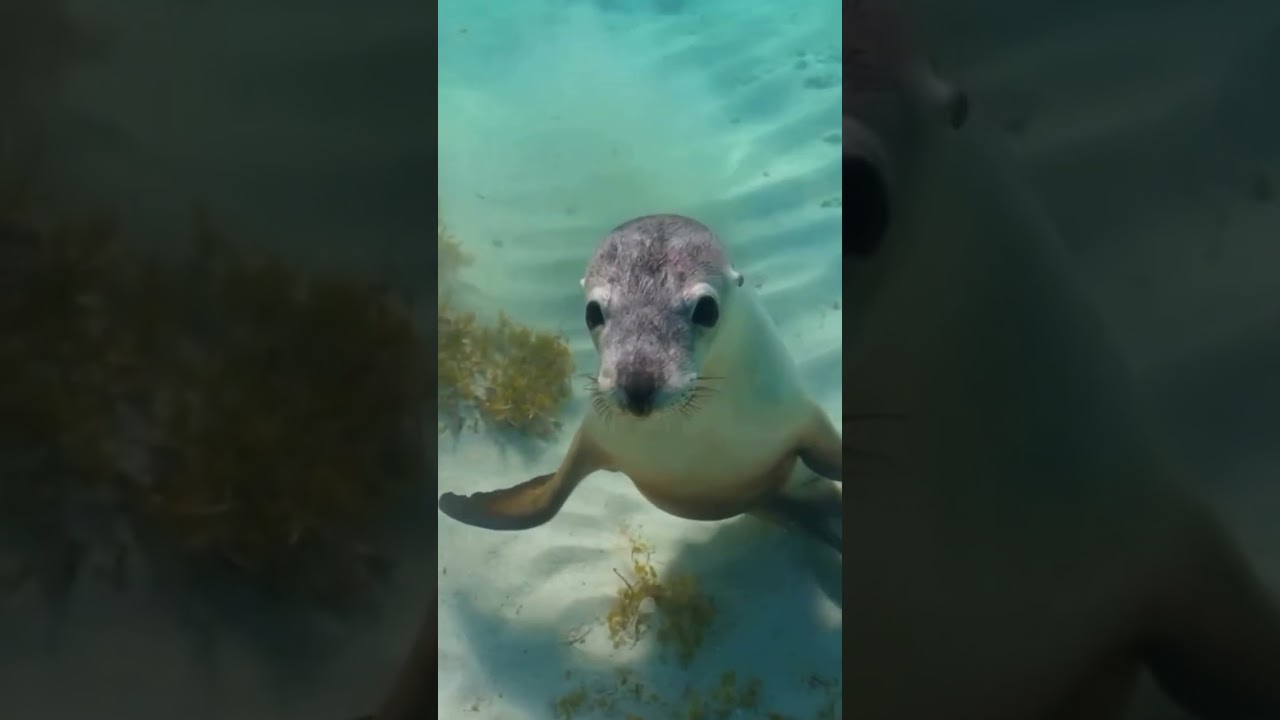 Super cute sea lion | sehr niedliche Robbe 