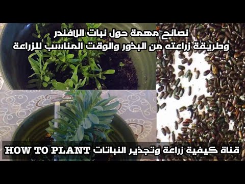 زراعة اللافندر العطري من البذور بكل سهولة  ووقت الزراعة مع متابعة نمو النبات لعمر ثلاثة اشهر