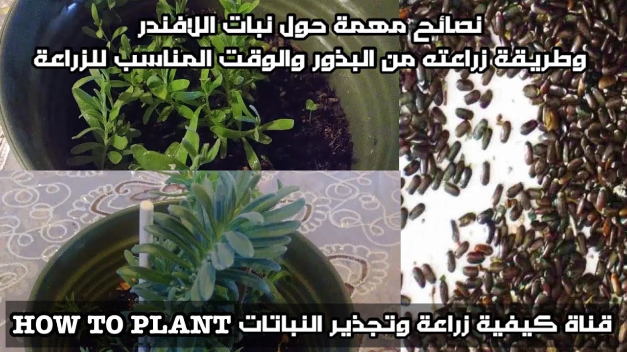 Вырастить ароматную лаванду из семян несложно, при этом очень важно соблюдать время посадки и сле...