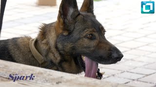 Lucky, The Lanternfly Sniffing Dog The Spark Features