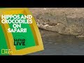 Animal Behavior and Adaptations