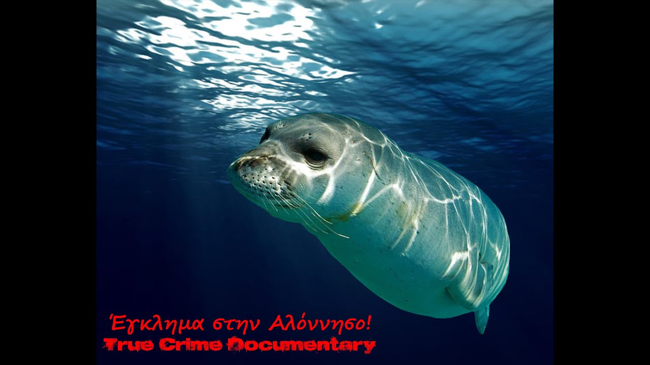 Η δολοφονία της φώκιας Κωστής | True Crime Documentary