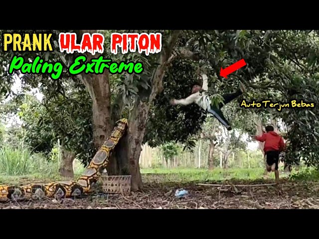 Video Lucu || Prank Ular Piton Paling Extreme || Auto Terjun Bebas 🤣🤣 class=