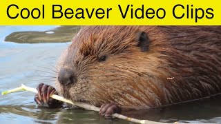 Best Beaver Video Clips From APRIL 2023