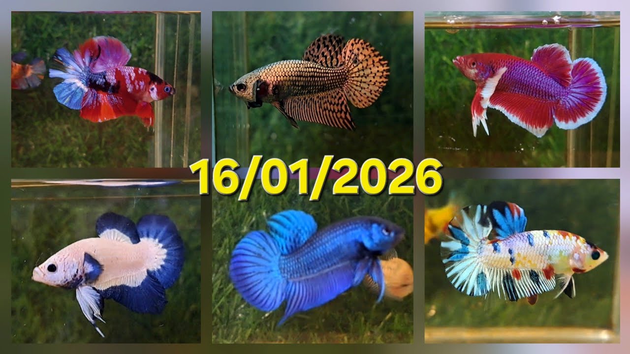 16/01/2026, BETTA GIÁ RẺ: HALFMOON, DUMBO, SAMURAI, NEMO, HOANG DÃ, MARBLE DOT.