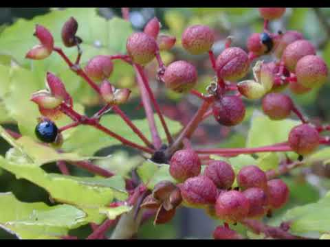 uses of Southern prickly ash