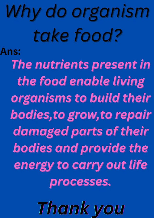 Why Do Organisms Take Food See The Answer shorts YouTube why-do-organisms-take-food-see-the-answer-shorts-youtube