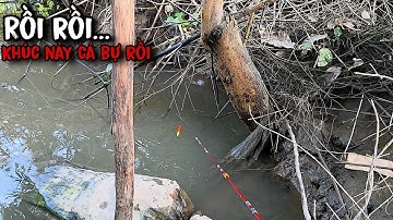 Tập 198 - Câu Cá Rô Đồng Trúng Khu Cá Nhiều Mà Ăn Mạnh Như Này Câu Mới Đã