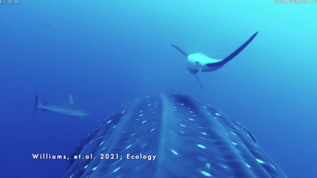 マグロは痒いところをサメにこすりつけて解消していた ナゾロジー