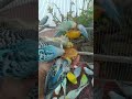 🛍️正直ギリ! 使って分かったインコ用品！