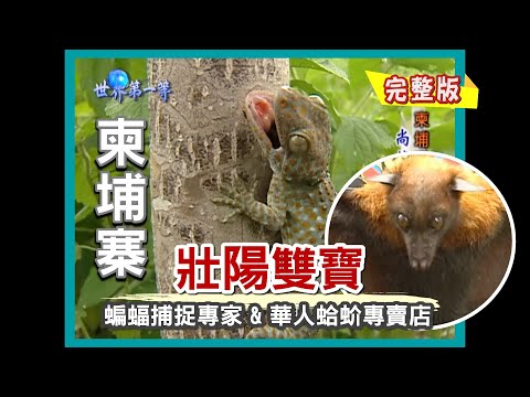 【柬埔寨】兇猛壯陽雙雄 （蝙蝠捕捉專家 + 華人蛤蚧專賣店）｜《世界第一等》52集小馬完整版