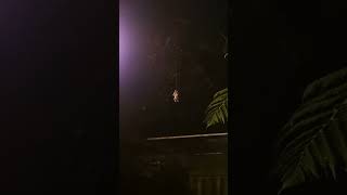SCARY SPIDER CAME BACK D: